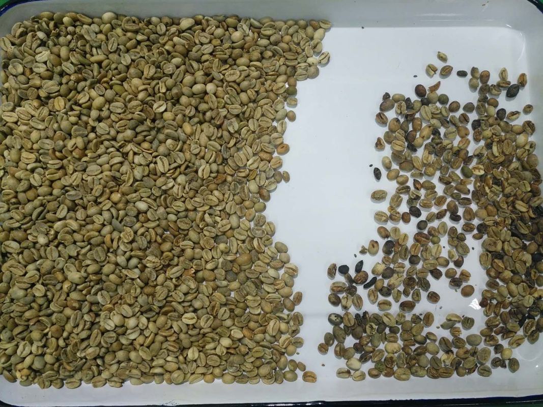 Luce variabile di Bean Color Sorter LED del caffè di 8 canali degli scivoli 512