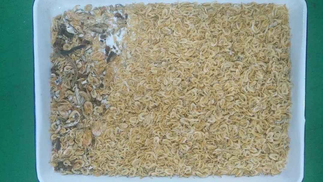 Selezionatore di colore dei frutti di mare del pesce essiccato con il telecomando di Wifi