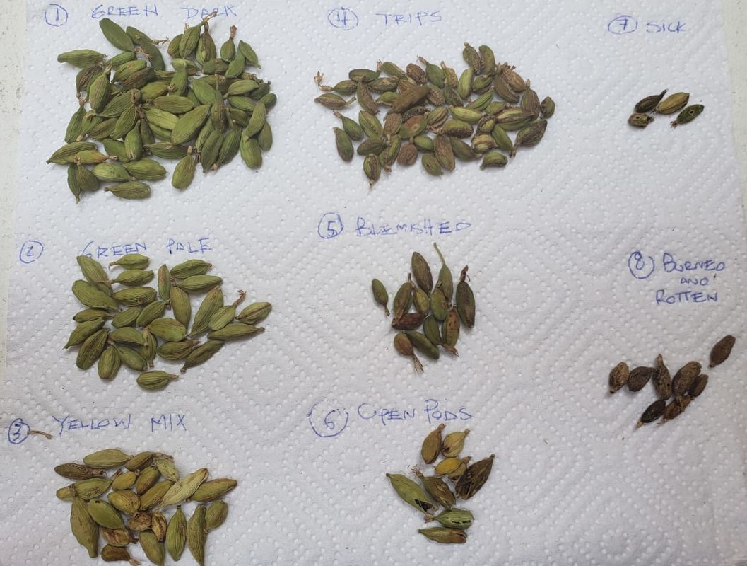 Selezionatore di colore di 512 fagioli dei canali, controllo di WIFI del vaglio del cardamomo di 8 scivoli