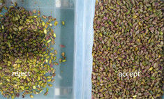 Buona macchina del selezionatore di colore di prezzi del nastro trasportatore per il pistacchio che ordina attrezzatura di classificazione
