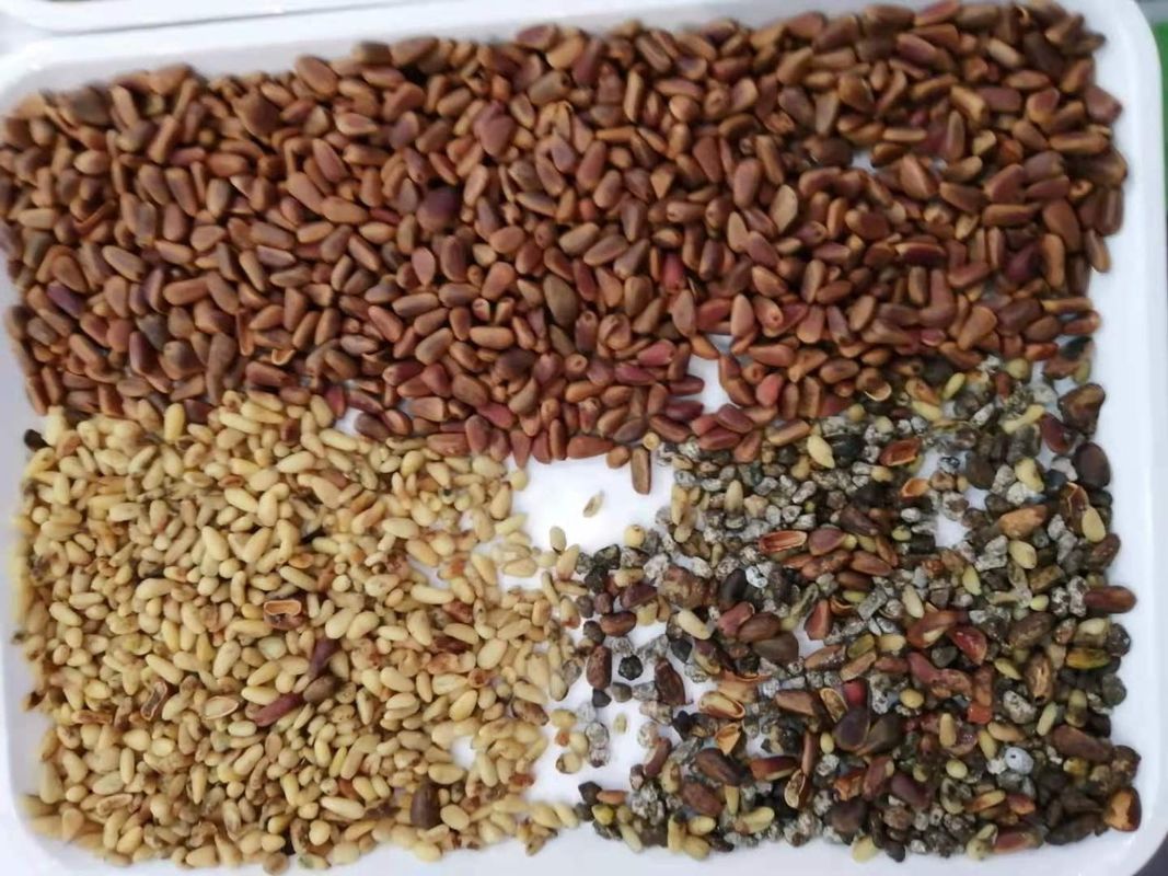 Il CE ha certificato la selezionatrice del selezionatore matto di colore per la noce del pistacchio del pinolo con il buon prezzo