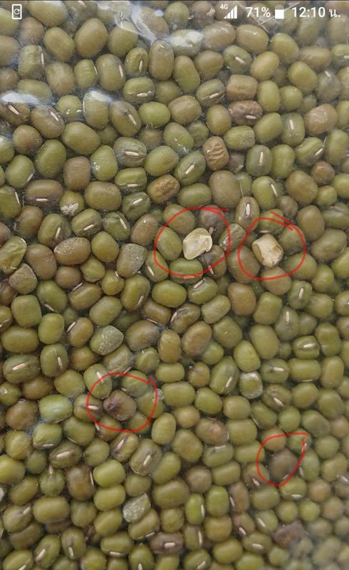 Selezionatore multifunzionale di colore di 512 scivoli dei canali 8 per i fagioli verdi verdi