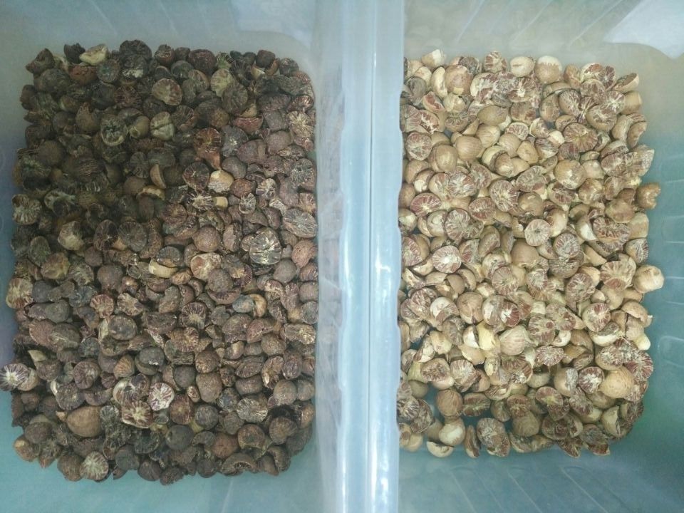 128 canali Mini Nuts Sorting Machine, selezionatore approvato della mandorla del CE