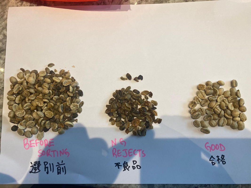 Selezionatore multifunzionale di colore della telecamera CCD di RGB, caffè Bean Sorting Machine dei fagiolini