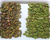 Macchina di selezione CCD multifunzionale per cereali Fagioli di Mung Fagioli rossi Sortitore ottico a colori per l'agricoltura e la lavorazione alimentare
