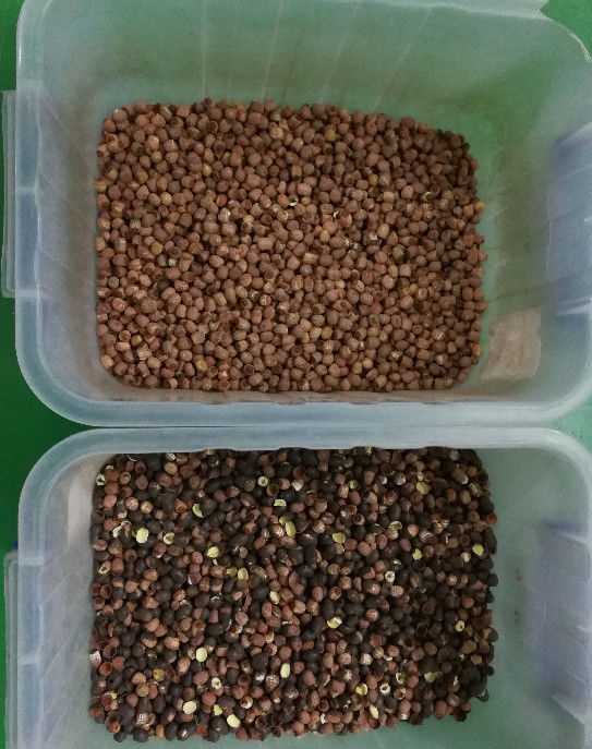 Sistema di acquisizione di immagine lungo del CCD di Lotus Seeds Color Sorter With 5400Pixel di vita