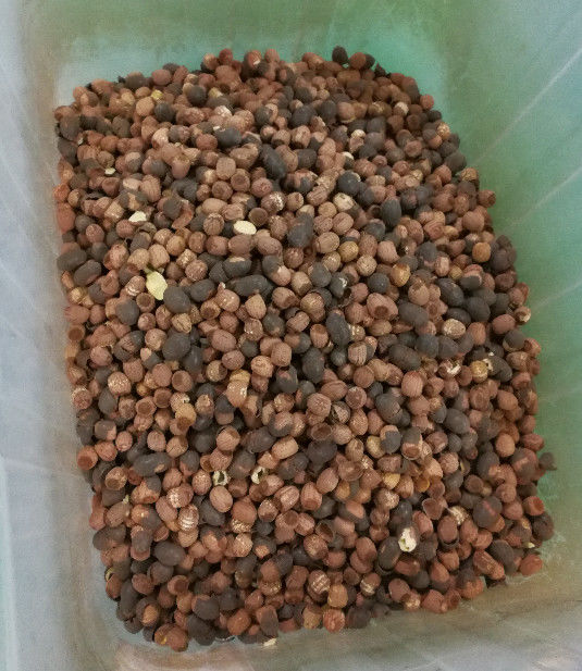 Sistema di acquisizione di immagine lungo del CCD di Lotus Seeds Color Sorter With 5400Pixel di vita