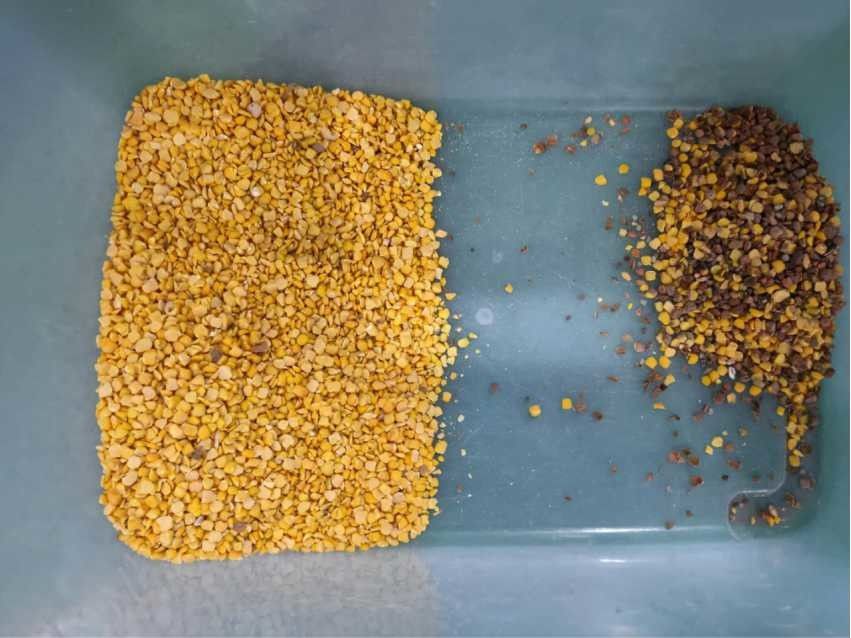 Alimentazione gialla di Taiwan Meanwell del selezionatore di colore dei fagioli delle lenticchie