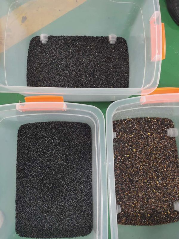 Vasto selezionatore di colore dei fagioli di capacità elevata con la telecamera CCD di RGB