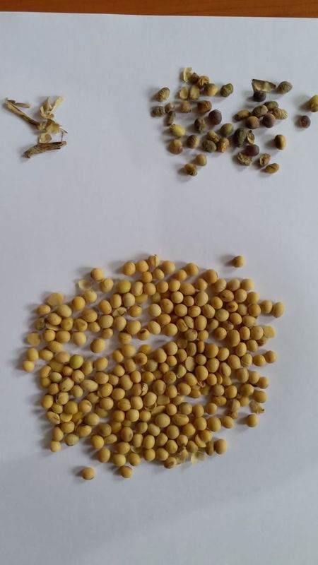Vasto selezionatore di colore dei fagioli di capacità elevata con la telecamera CCD di RGB
