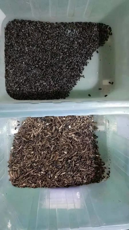 WENYAO Sunflower Seed Color Sorter, macchinario dell'impianto di lavorazione del seme 7T/h