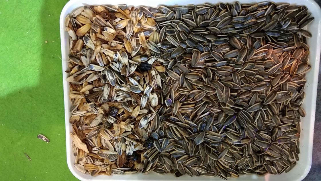 WENYAO Sunflower Seed Color Sorter, macchinario dell'impianto di lavorazione del seme 7T/h