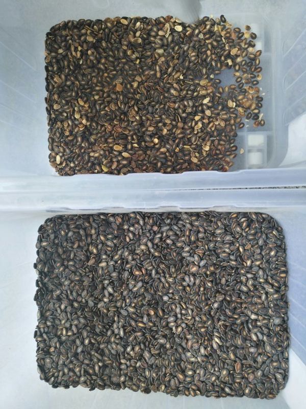 CCD Seed Kernel Color Sorting Machine Sorting For Watermelon Seed Color Separator Con Il Miglior Prezzo