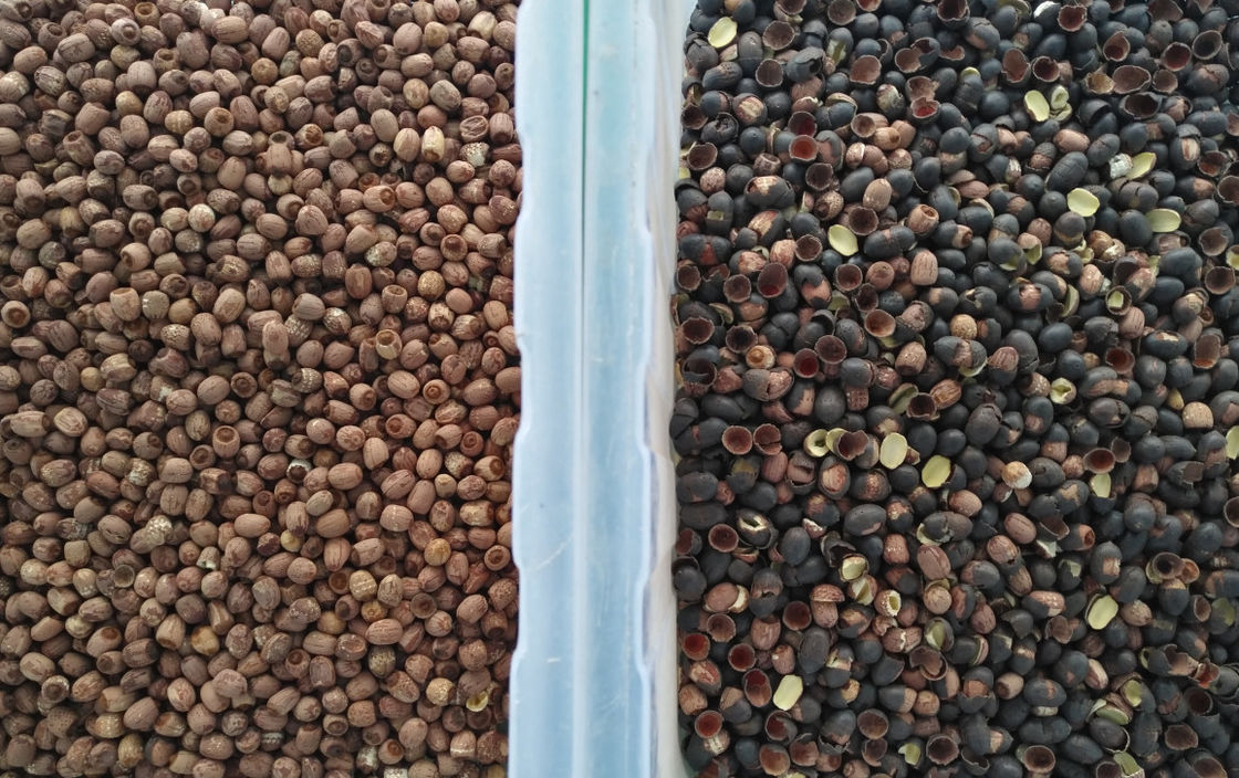 Saltatore di acciaio inossidabile di Lotus Seed Color Sorter 304 di capacità elevata