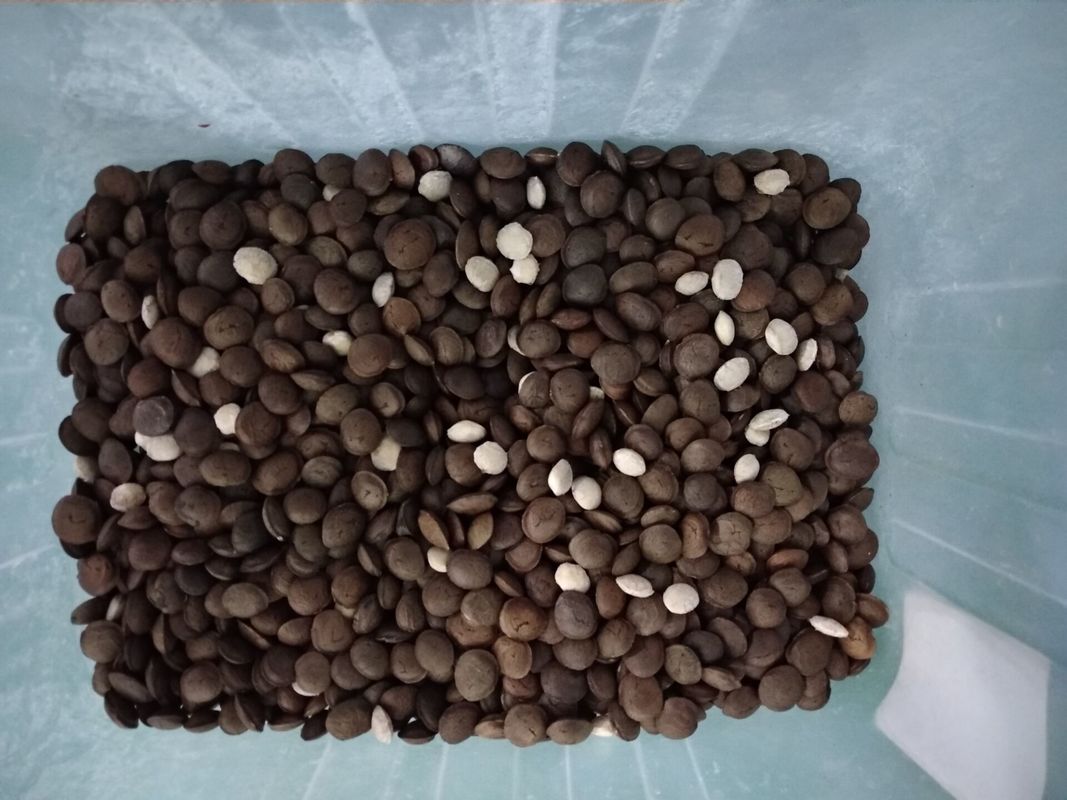 4T/H Sacha Inchi Bean Sorting Machine con alta accuratezza di separazione