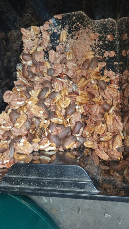 Il selezionatore matto di colore 7T/H, 7 scivoli 448 incanala il pecan che ordina l'attrezzatura