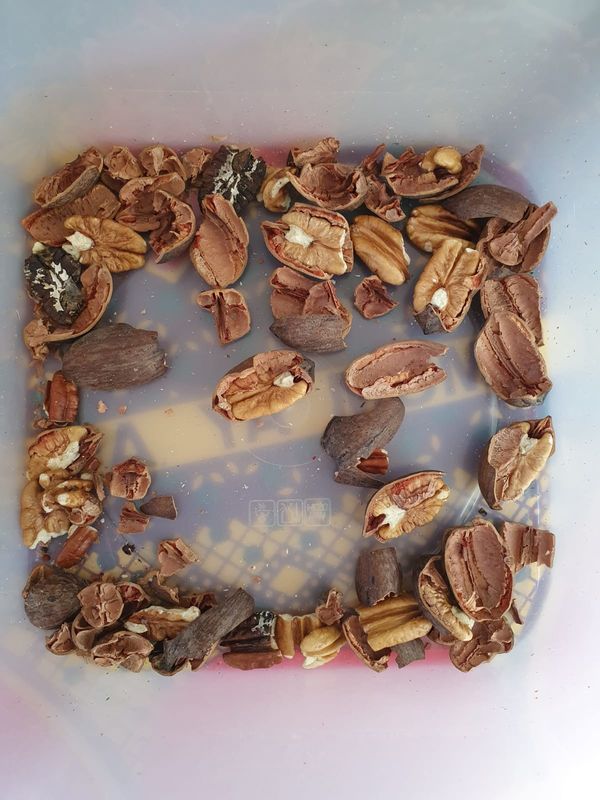 Il selezionatore matto di colore 7T/H, 7 scivoli 448 incanala il pecan che ordina l'attrezzatura