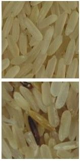 Telecamera CCD intelligente di colore di Digital del selezionatore di colore del riso di 2 scivoli