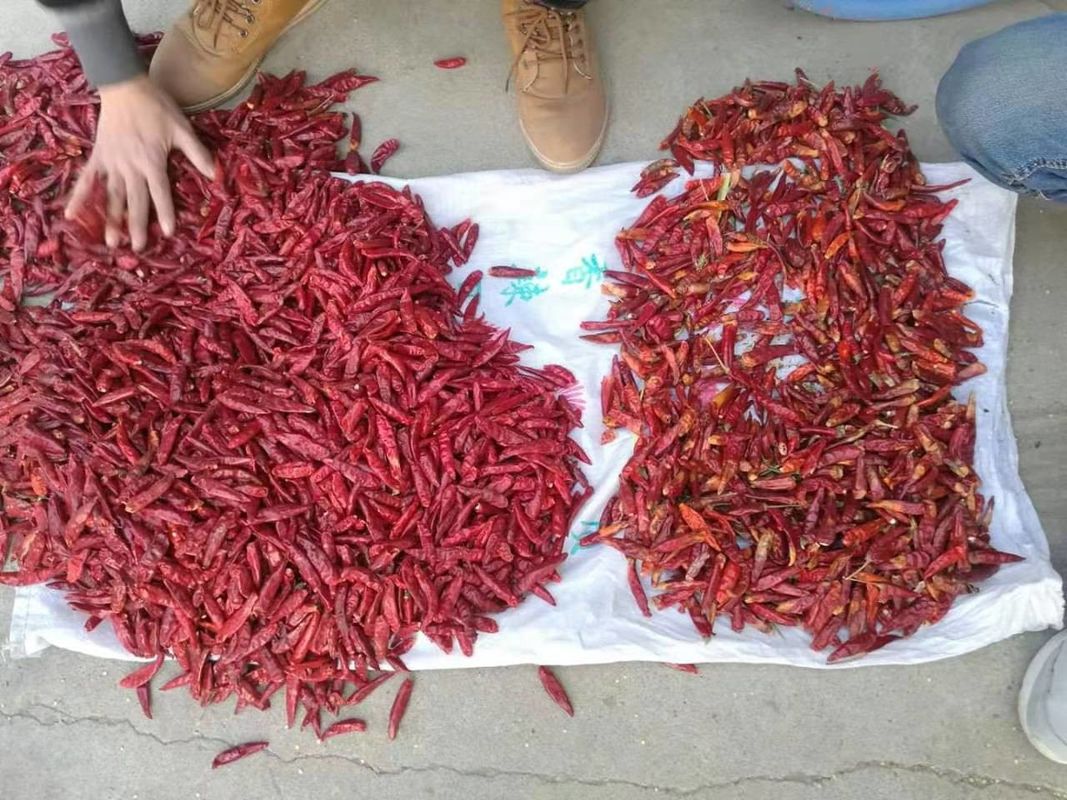 WENYAO inossidabile 304 alimenti varietà di peperoncino Separazione del peperoncino controllo qualità Color sorter per la classificazione del peperoncino rosso