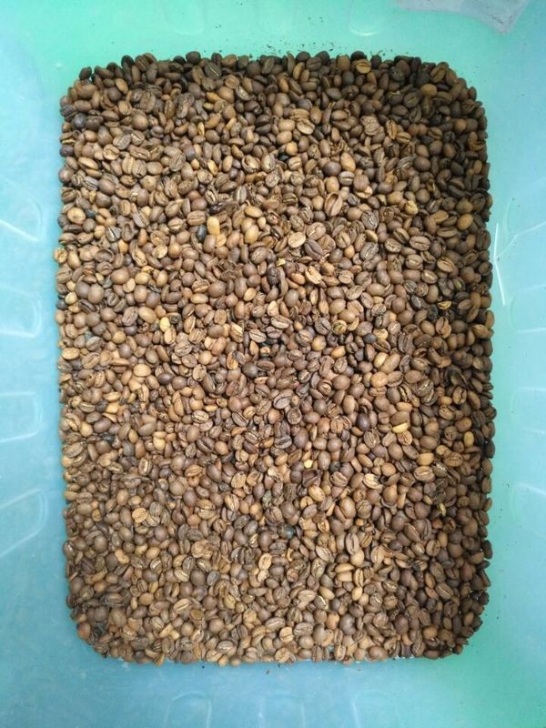 WENYAO Beans Sorting Machine, selezionatore ISO9001 di colore del caffè della lenticchia