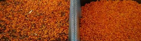 I 2 fagioli a alta tecnologia del grano del frumento del cereale degli scivoli colorano il caffè Bean Color Selector del selezionatore