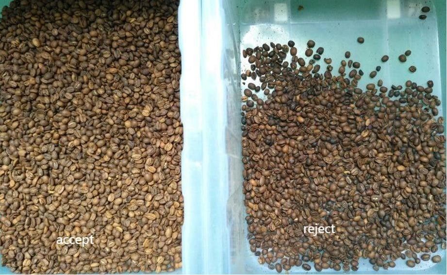 Sortitore di colore dei chicchi di caffè verde Mini Sortitore di colore del caffè crudo tostato