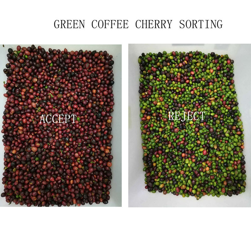 Selezionatore verde di colore di 128 dei canali chicchi di caffè per Cherry Separating