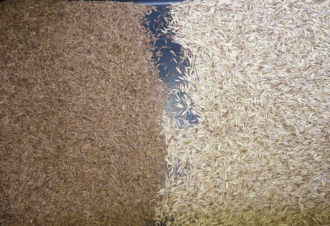 I 128 canali automatici 2 fa scendere il selezionatore per mezzo di uno scivolo di colore del grano per la segale dell'orzo del grano