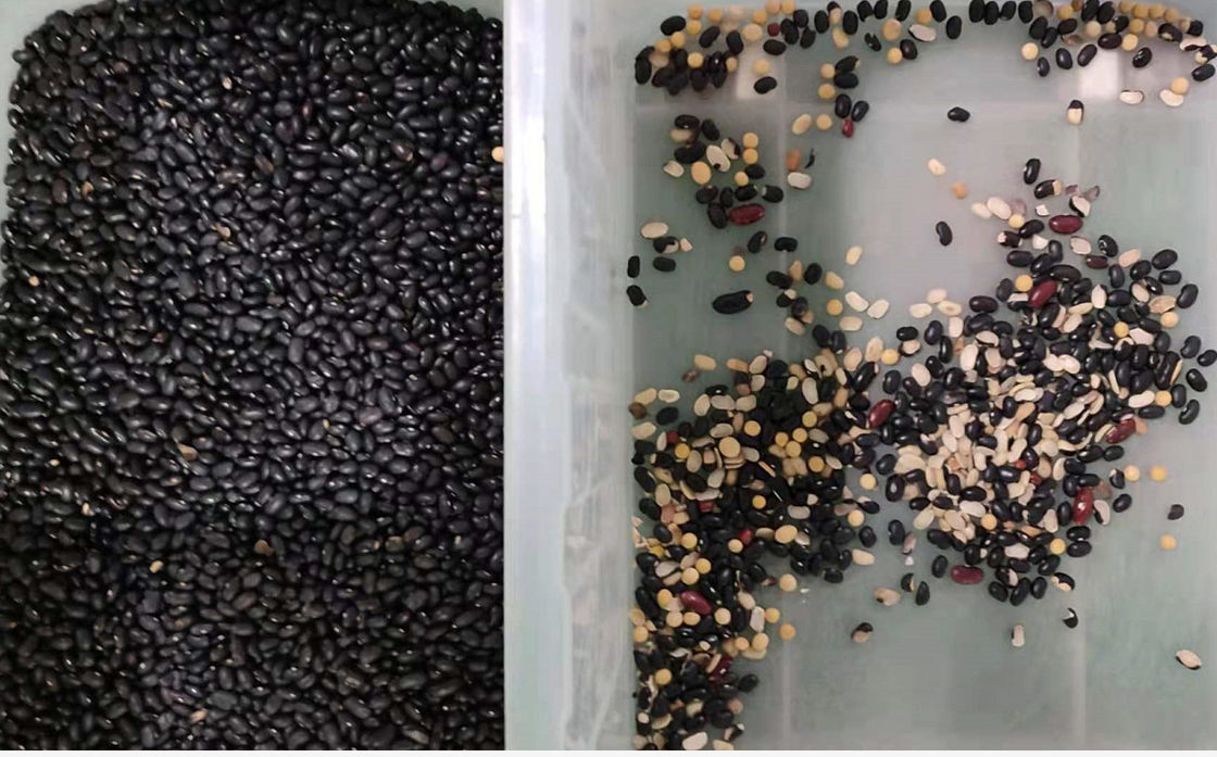 Selezionatore giallo rosso di colore dei fagioli della macchina fotografica di RGB della soia con la lente di Nikon