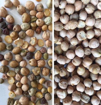 Sensore ottico del CCD di Bean Color Sorter With di 192 canali