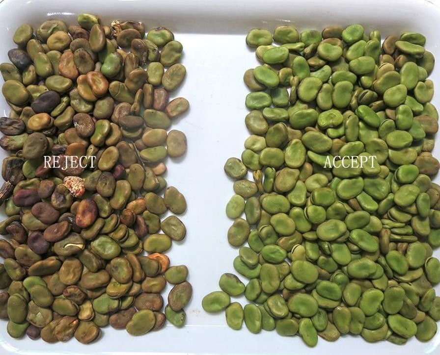 I 3 fagioli ottici degli scivoli colorano il selezionatore con servizio telecomandato 3000kg/H