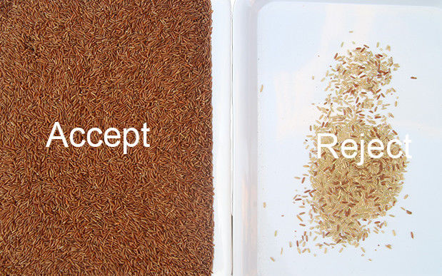 Vaglio di Paddy Broken Glutinous Rice Color del selezionatore di colore del riso di 5 Tons/H