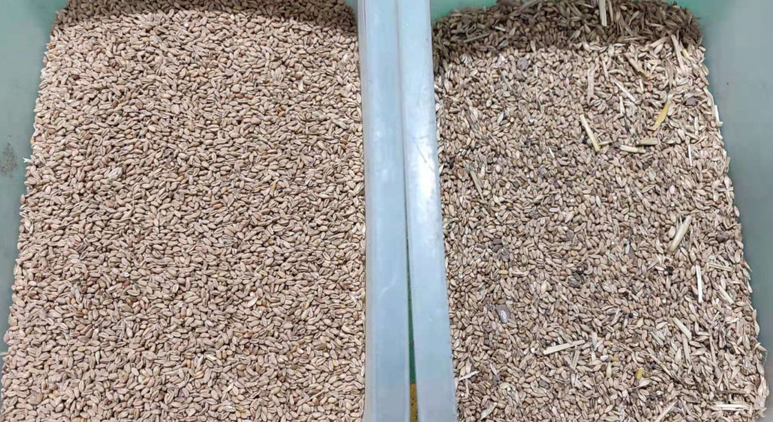 Sortitore di colori di grano ottico Mini 1 con CCD ad alta precisione