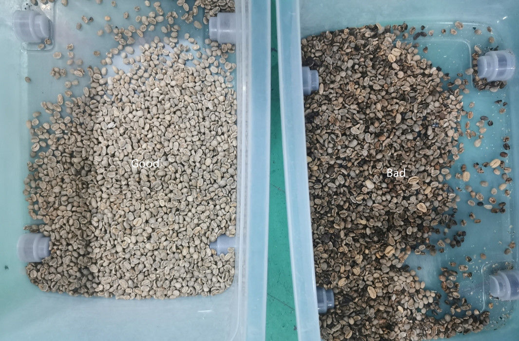 Canali crudi o arrostiti dello scivolo 64 di Bean Color Sorter 1 del caffè
