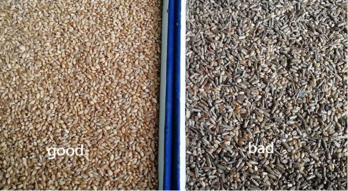 Separatrice intelligente di grano saraceno, avena, quinoa, selezionatrice di colori, 3 scivoli, 6 telecamere