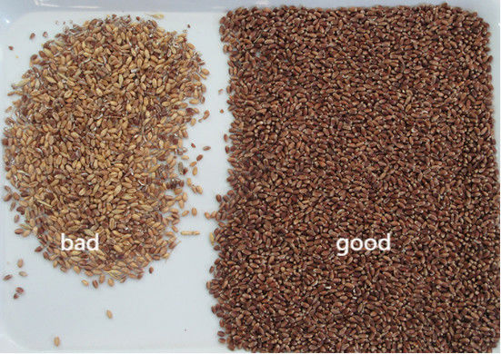 Separatrice intelligente di grano saraceno, avena, quinoa, selezionatrice di colori, 3 scivoli, 6 telecamere