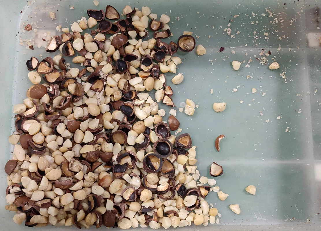 Macchina del selezionatore di colore della noce di macadamia per Shell Kernel