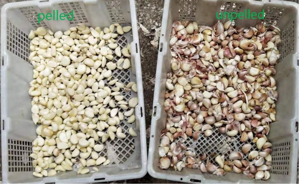 CCD Intelligent Belt Color Sorter per l'aglio pelato