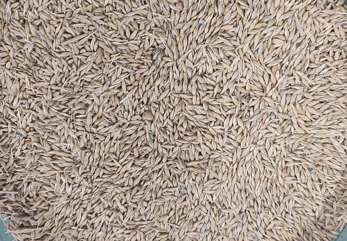 Macchina del selezionatore del grano di WENYAO High Precision Wheat Corn con capacità superiore