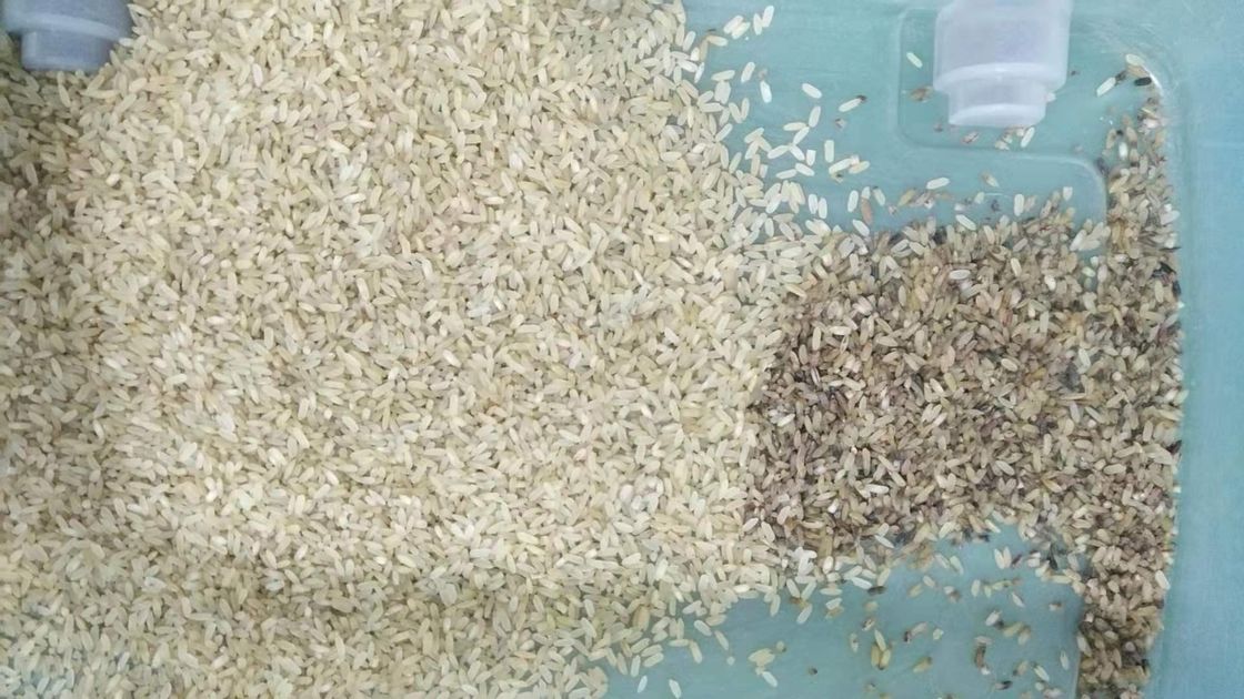 Canali della macchina 32 del CCD Mini Brown Rice Color Sorting