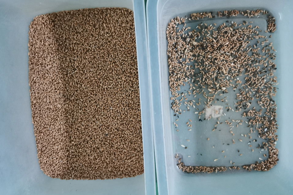 Selezionatore ottico di colore del vaglio del grano del CCD con il prezzo economico