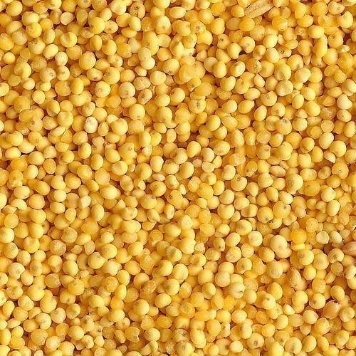 Vaglio di Wenyao Top Quality Millet Color popolare negli Stati Uniti