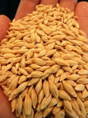 Canali ottici del vaglio 32 di colore del grano dell'orzo del CCD