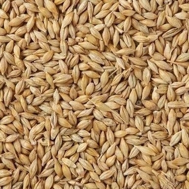 Canali ottici del vaglio 32 di colore del grano dell'orzo del CCD