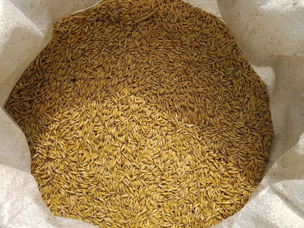 Vaglio di colore dell'avena del grano per il grano dell'orzo