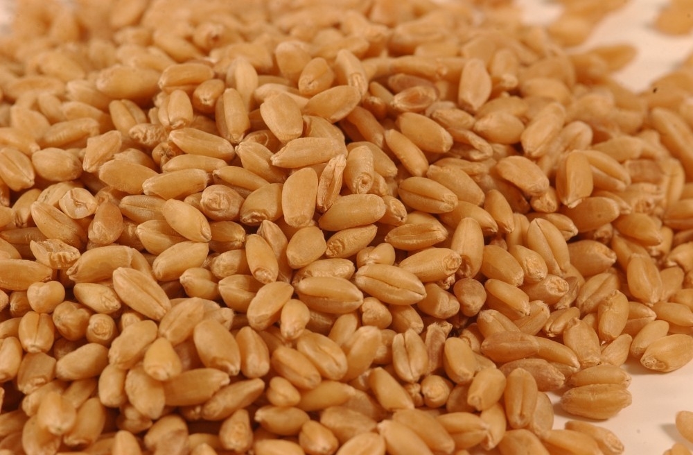 Wenyao Farm Machines 4 dilaga il selezionatore ottico di colore del grano del fornitore del selezionatore