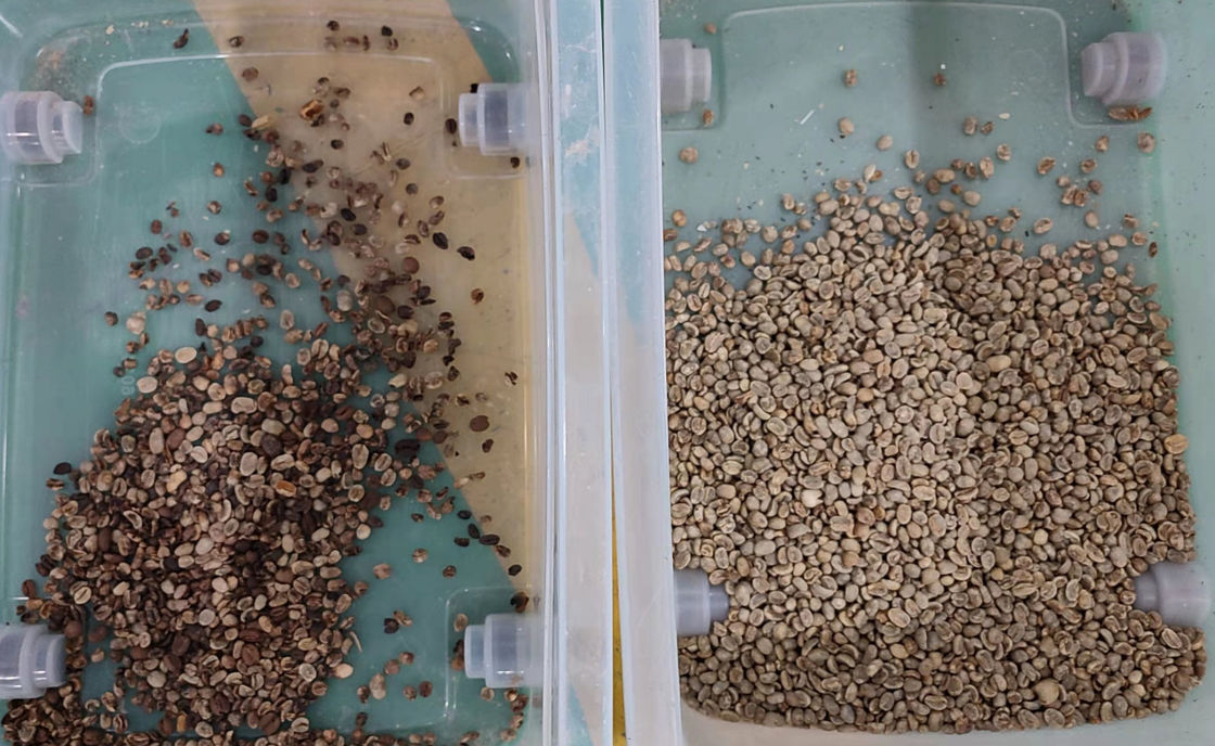 Selezionatrice automatica per chicchi di caffè Selezionatrice per chicchi di caffè Separatore multifunzionale per semi di soia Lenticchie Ceci