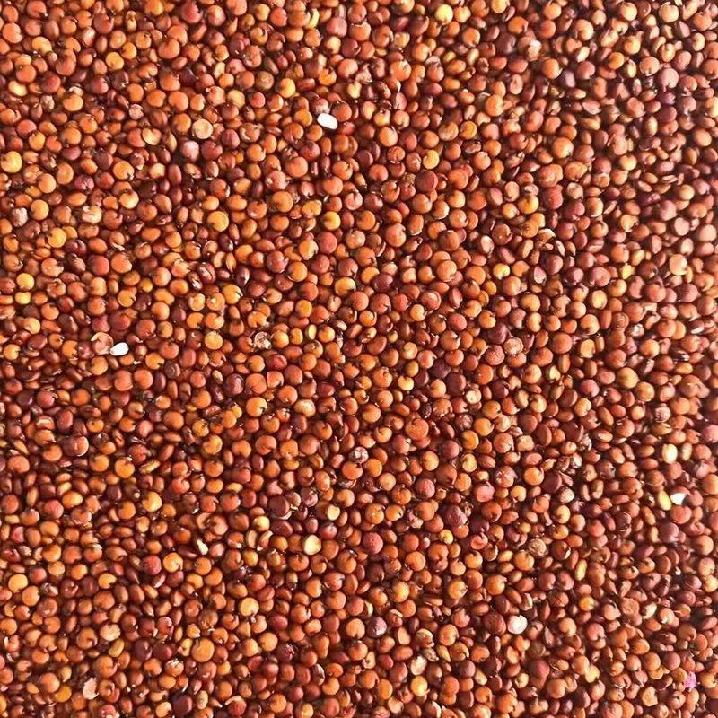 Scivolo della macchina 1 del selezionatore di colore del grano della quinoa del CCD del LED piccolo