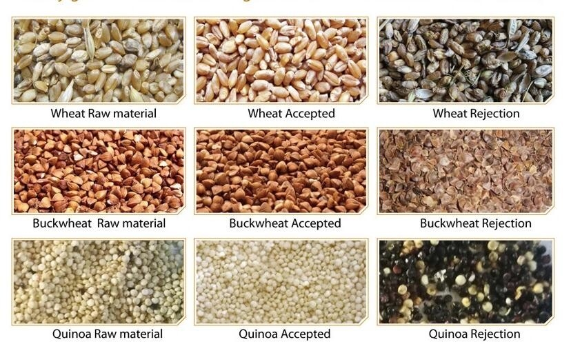 Selezionatore 5 Ton/H di colore del grano della segale dell'orzo del grano con la telecamera CCD