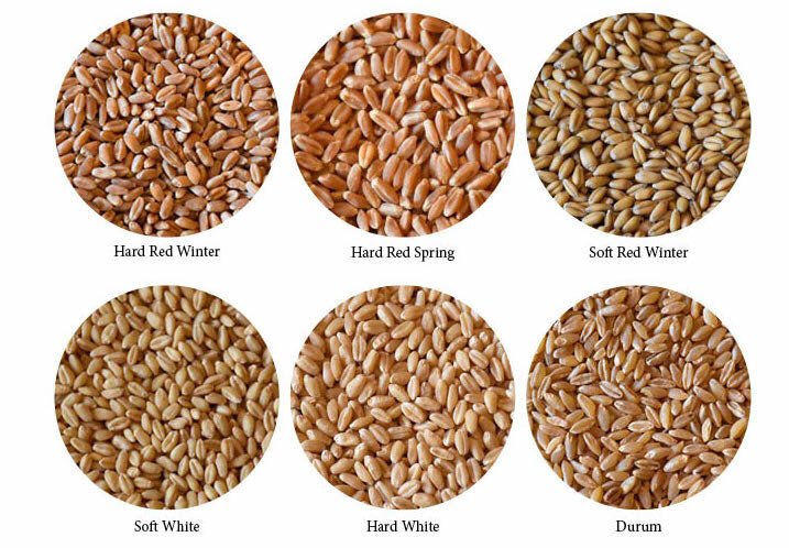 Macchina intelligente del selezionatore di colore del grano per la pianta alimentare